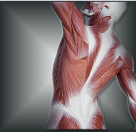 Vinaora Nivo Slider 3.x