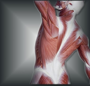 Vinaora Nivo Slider 3.x