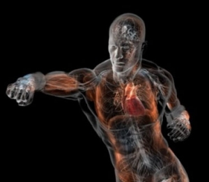 Vinaora Nivo Slider 3.x